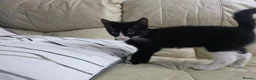 Mixed Breed cats for sale: Last black male - Advert 5