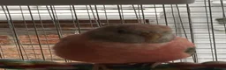 Parakeets birds for sale: Lineolated Parakeets, parrotlet, bourke £60 each - Advert 5