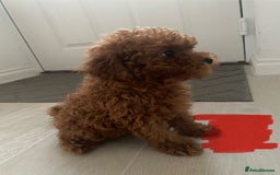Cavapoo dogs for sale: Health Tested - Toy Cavapoo’s F1b  - Image 4