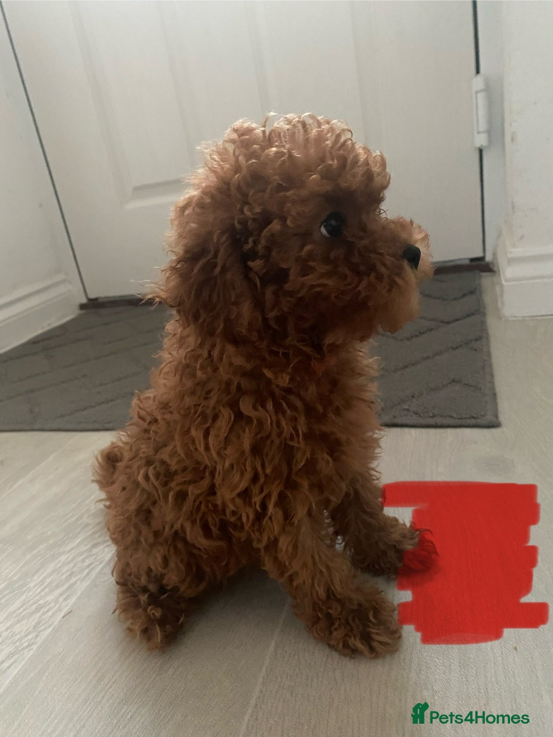 Cavapoo dogs for sale: Health Tested - Toy Cavapoo’s F1b  - Image 4