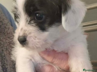 Jackapoo dogs JACKAPOO PUPPIES - Advert 1