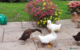Ducks poultry for sale: 2 Cherry Valley and 2 Indian Runner Ducks - Image 2