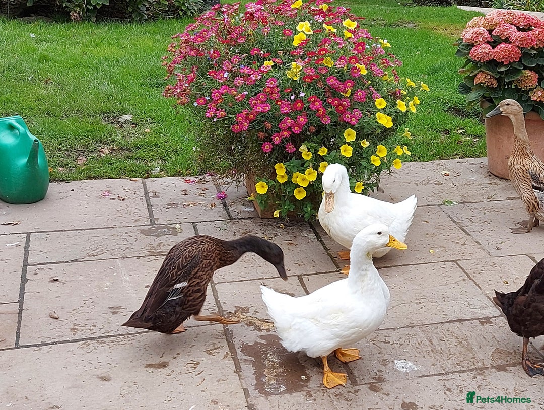 Ducks poultry for sale: 2 Cherry Valley and 2 Indian Runner Ducks - Image 2