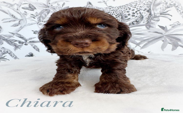Cocker Spaniel dogs - Advert 7
