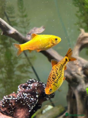 Barbs fish - Advert 16