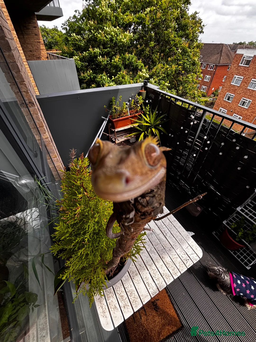 Gecko reptiles for sale: Crested gecko in Harrow - Advert 1