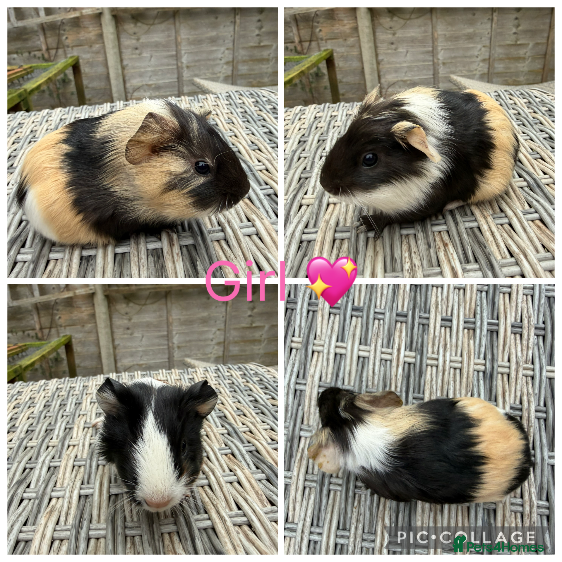 Guinea Pig rodents 2 Male 4 Female Guinea pigs(Funky,smooth,Abby) - Advert 11