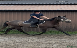 Irish Thoroughbred horses for sale: X3 super types with amazing temperaments  - Image 9