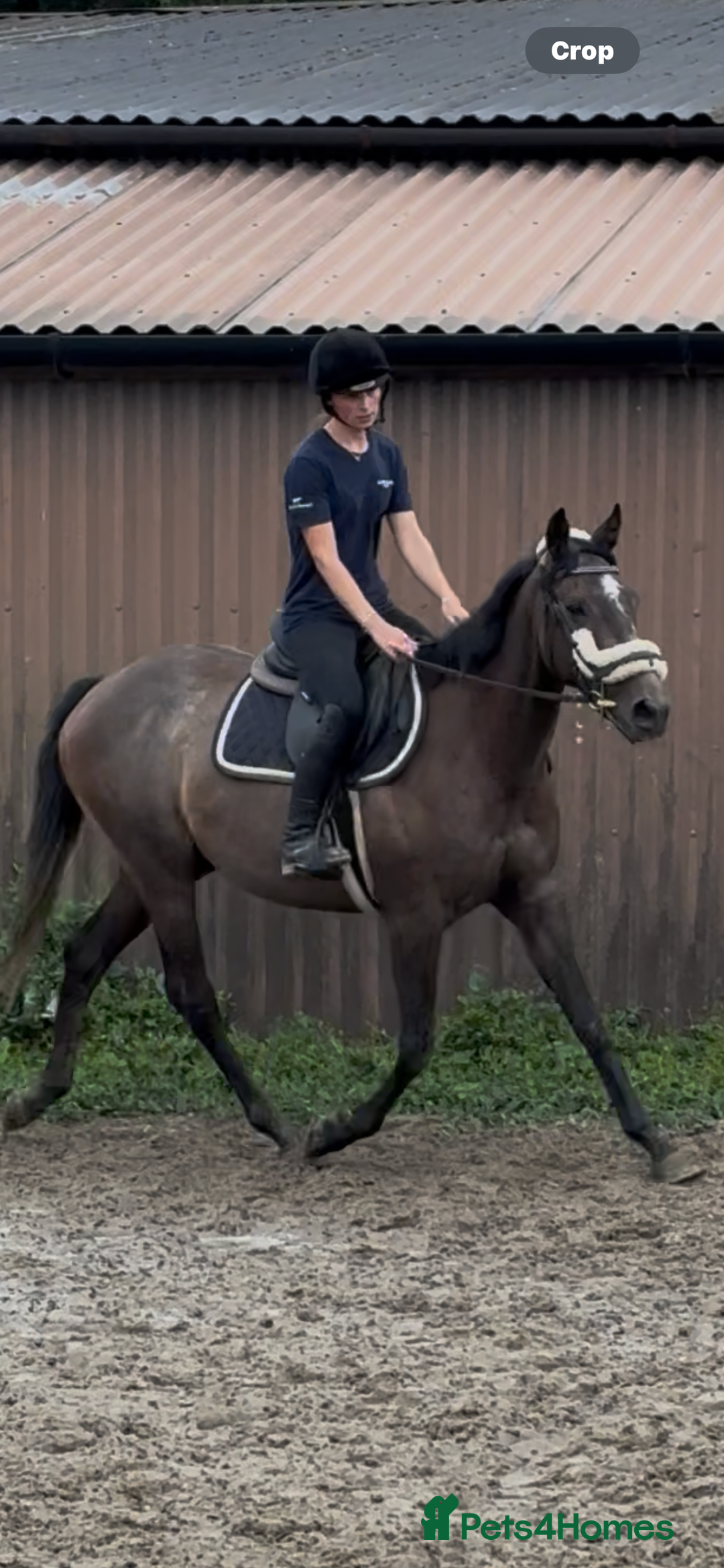 Irish Thoroughbred horses for sale: X3 super types with amazing temperaments  - Image 9