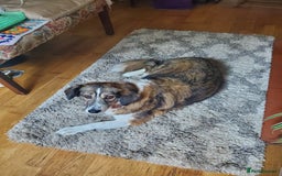 Mixed Breed dogs for adoption: Meet Bonnie, currently residing in Leeds in Leeds - Image 20