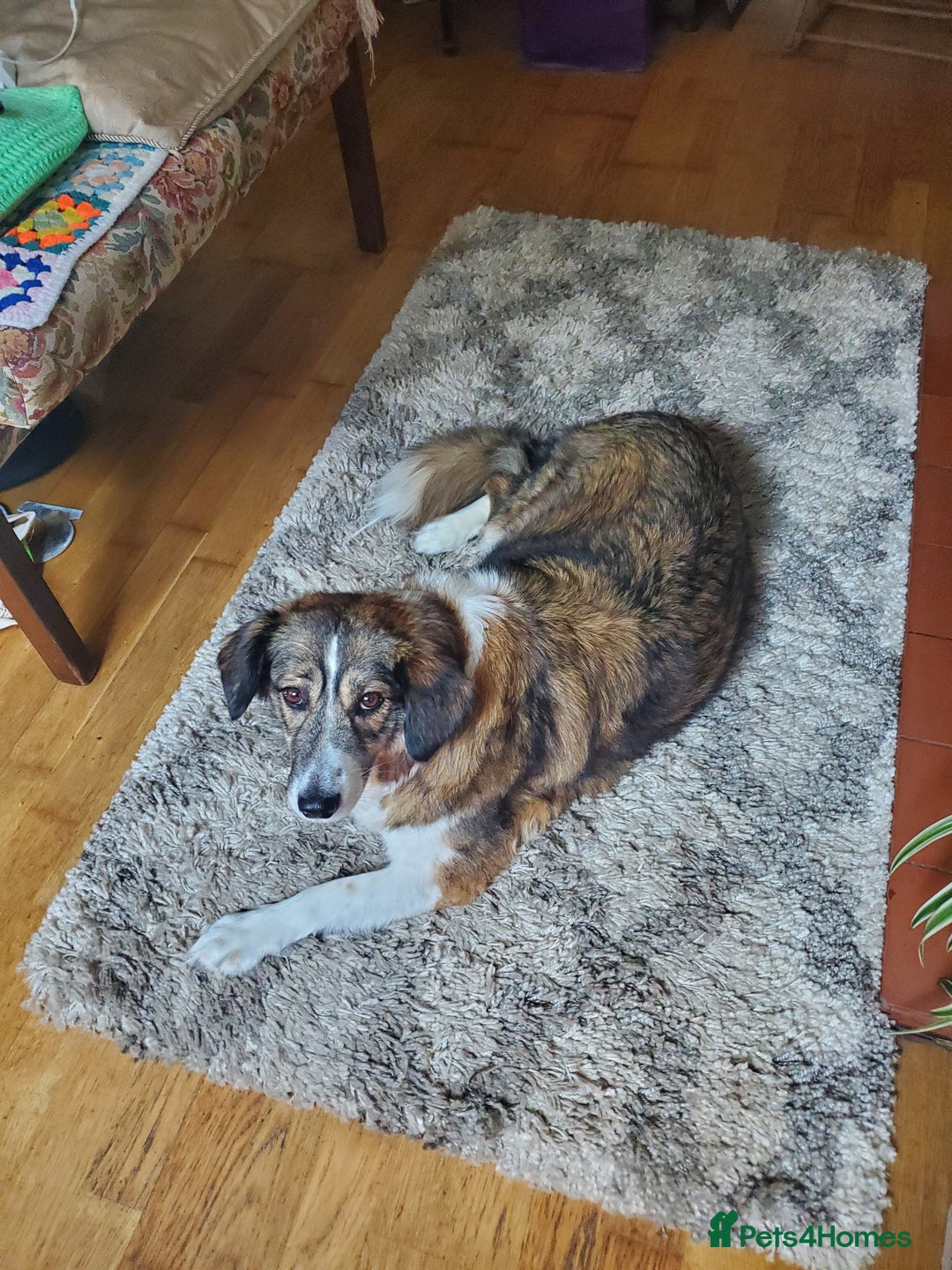 Mixed Breed dogs for adoption: Meet Bonnie, currently residing in Leeds in Leeds - Image 20