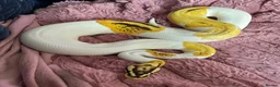 Python Snake reptiles for sale: Fire,pastel,orange dream,pied  - Advert 5