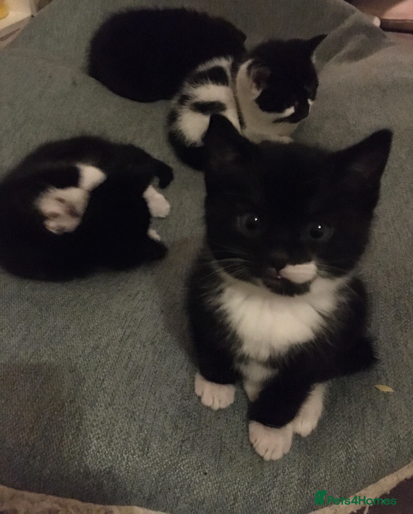 American Shorthair cats Beyond STUNNING Litter bred by Pure Love & 6* mum - Advert 11