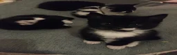American Shorthair cats for sale: Beyond STUNNING Litter bred by Pure Love & 6* mum - Advert 1