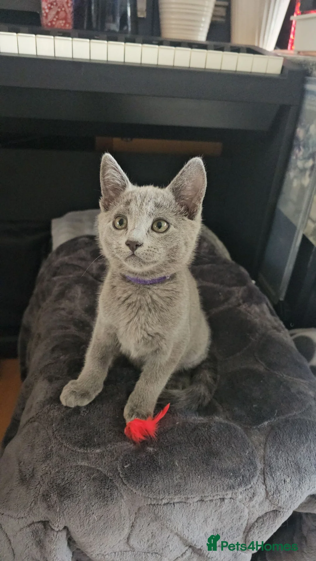 Russian Blue cats for sale: Ready Now TICA full pedigree RUSSIAN BLUE kittens  - Advert 2