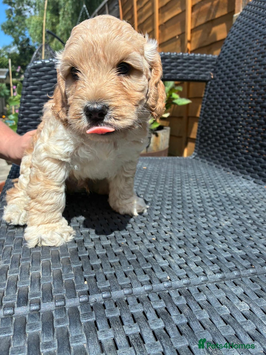 Cockapoo dogs for sale: Cockapoo 1 male 3 girls - Image 10