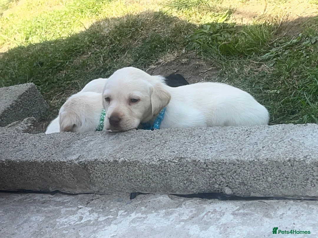 Labrador Retriever dogs for sale: ✨beautiful chunky pedigree Labradors✨ - Advert 35