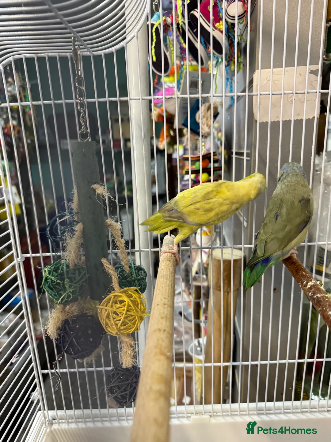 Parakeets birds for sale: Couple beautiful parrotlets  - Advert 3