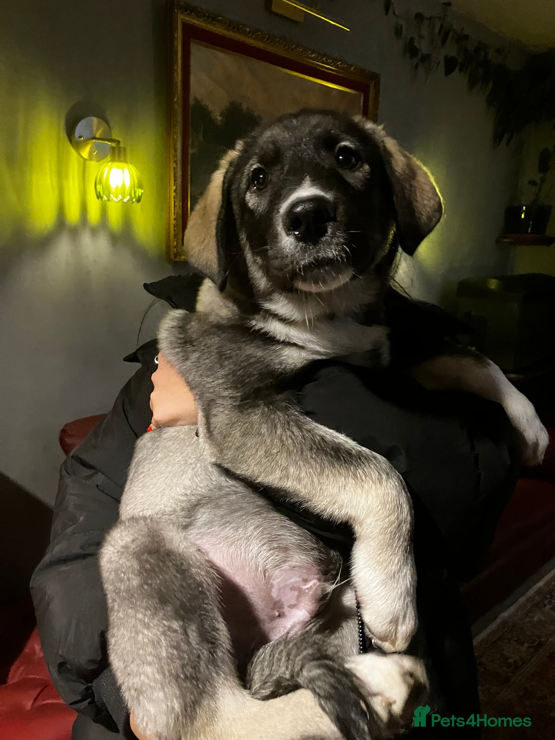 Mixed Breed dogs for sale: READY NOW! Pure Husky x Caucasian Shepherd - Advert 24