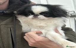 Japanese Chin dogs for sale: female - Advert 27