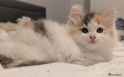 Maine Coon cats for sale: Maine Coon x Ragdoll kittens - Advert 5