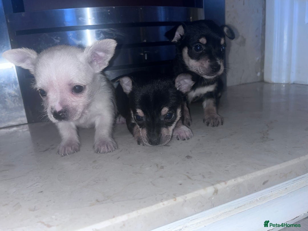 Chorkie dogs for sale: Chorkie  - Advert 8