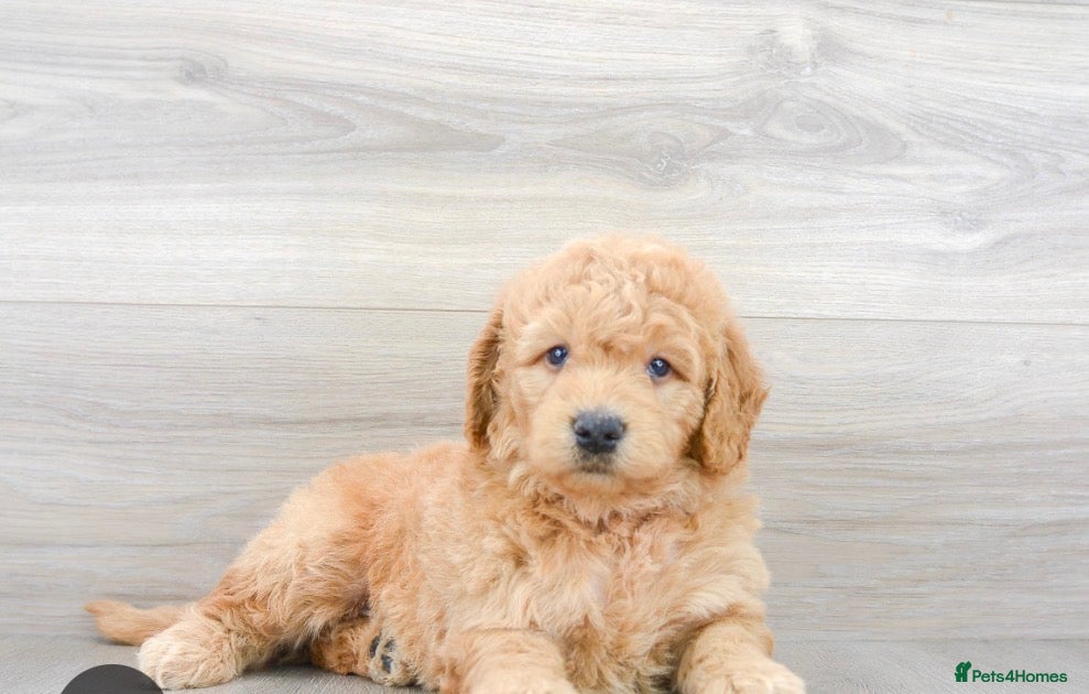 Goldendoodle dogs  Goldendoodle £800 - Advert 3