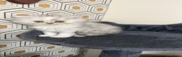 Persian cats for sale: Beautiful Persian Kittens Ready for Loving Homes - Advert 2