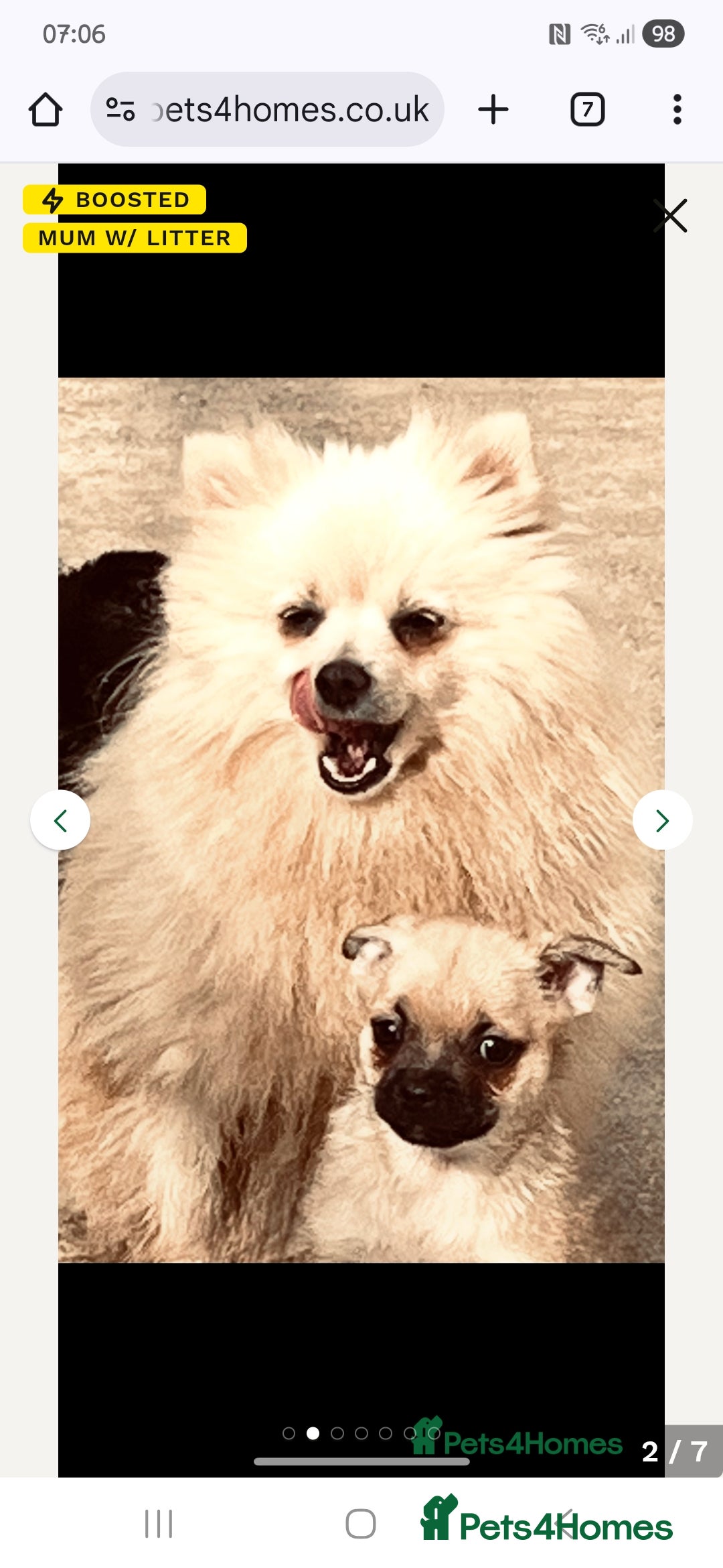 Mixed Breed dogs for sale: 9 week old female pug-a-pom - Advert 11