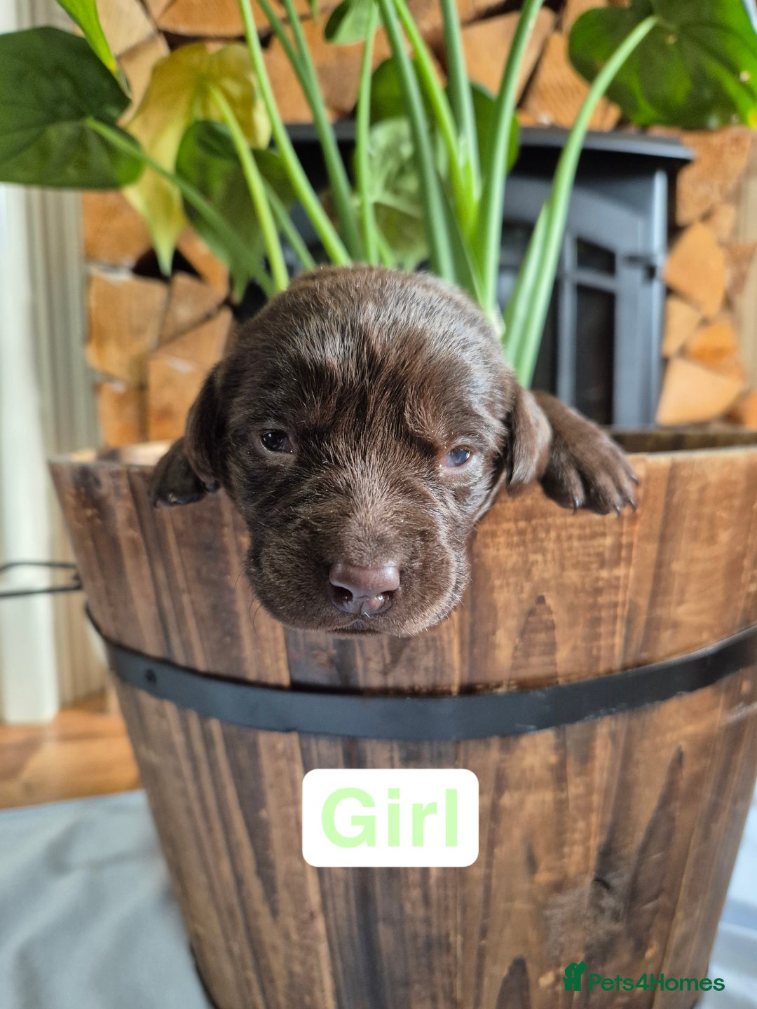 Labrador Retriever dogs for sale: Chunky Labrador retriever pups for sale - Image 7
