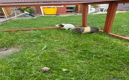 Guinea Pig rodents for sale: 2 male guinea pig brothers - Image 5
