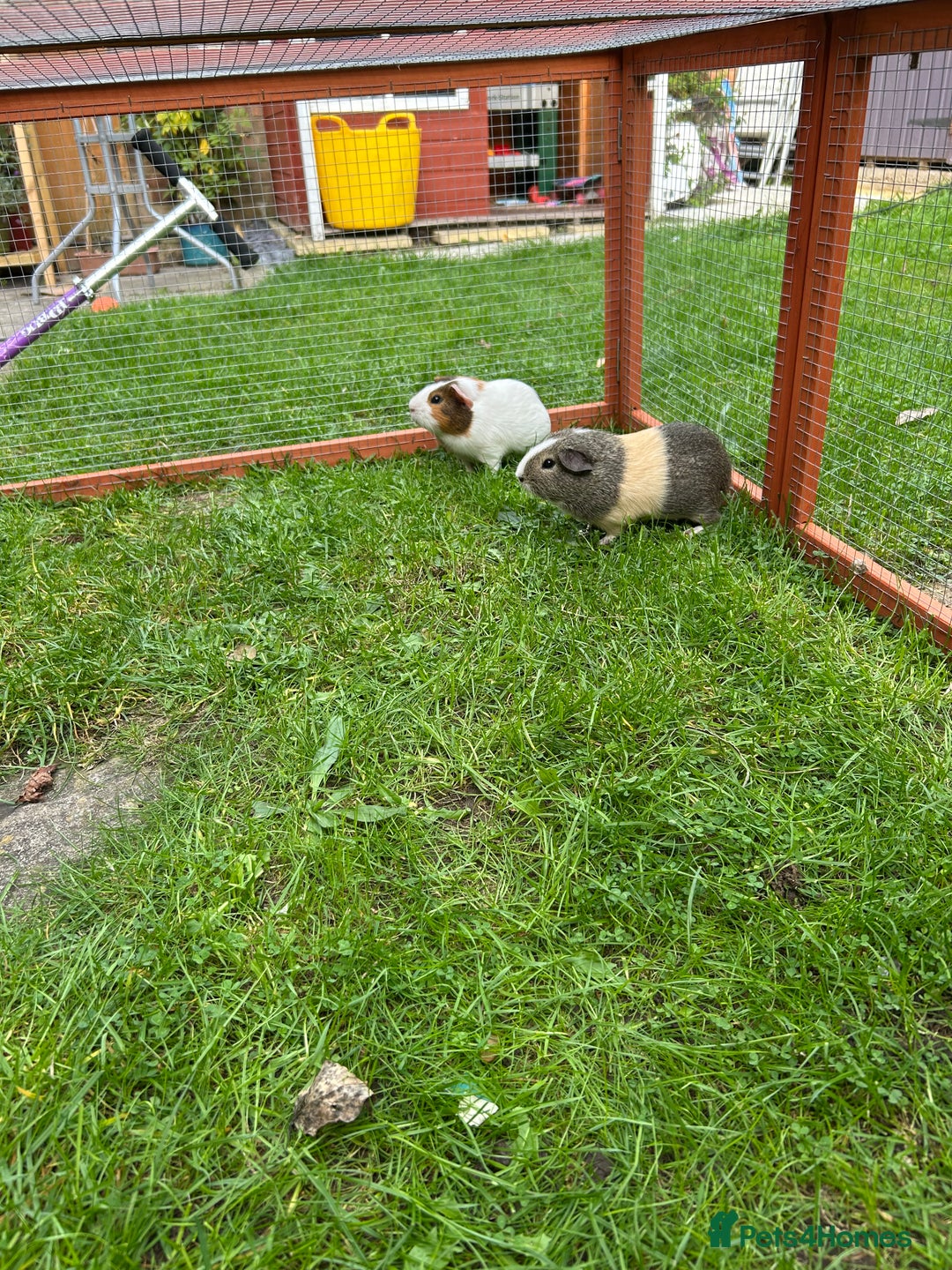 Guinea Pig rodents for sale: 2 male guinea pig brothers - Image 5