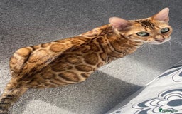 Bengal cats for sale: Beautiful TICA Registered Active Bengal female cat - Image 1