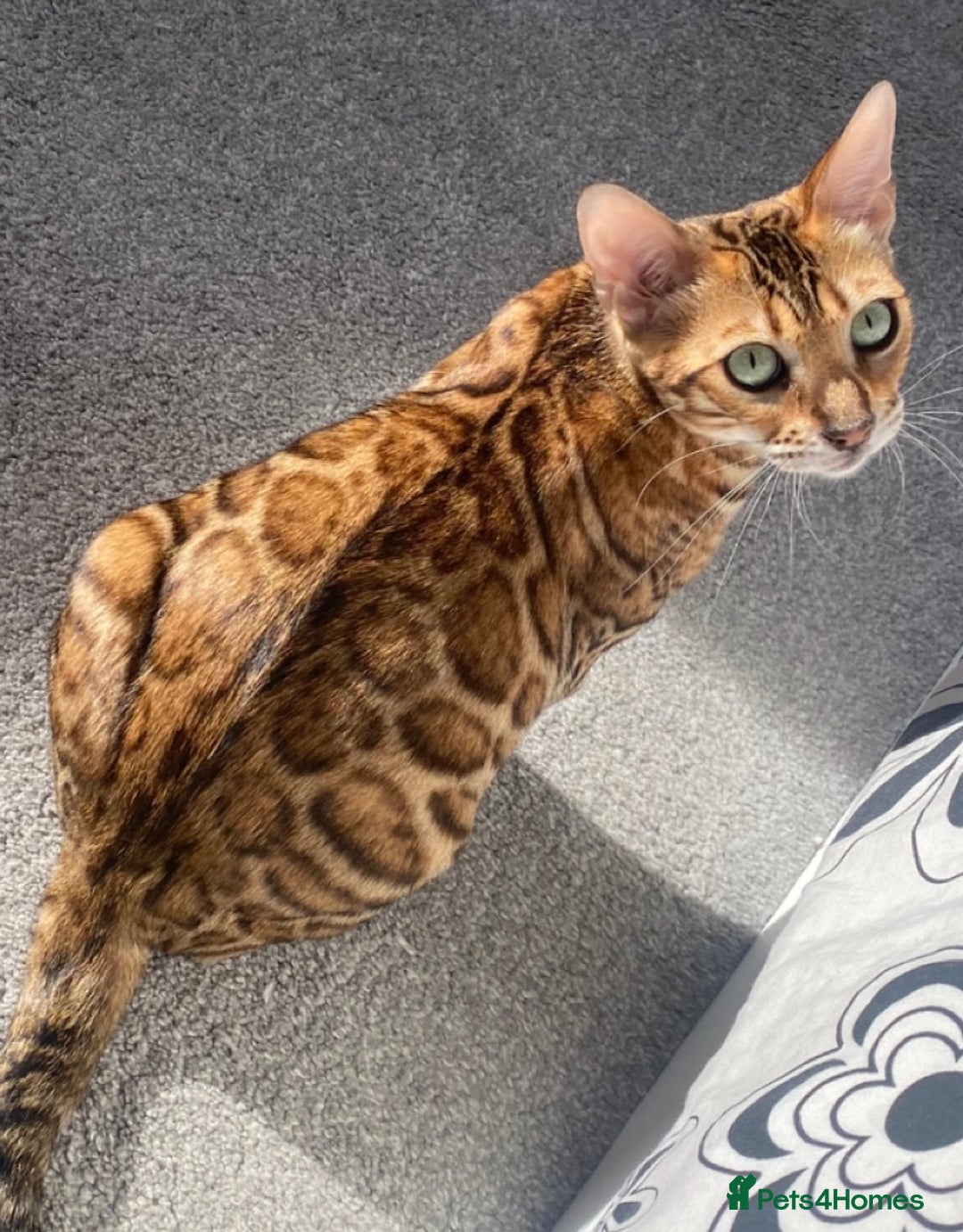 Bengal cats for sale: Beautiful TICA Registered Active Bengal female cat - Image 1