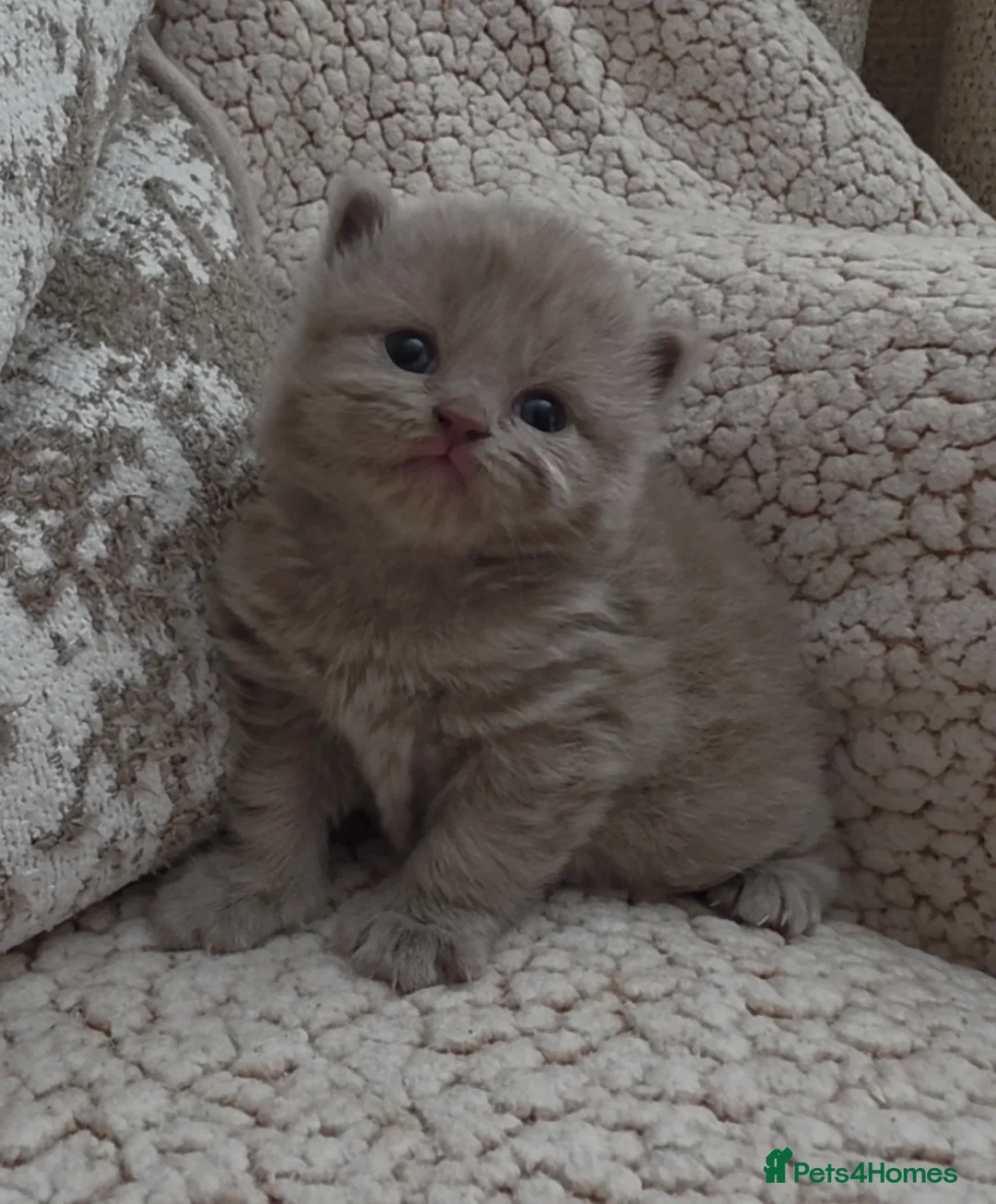British Longhair cats for sale: Stunning Lilac GCCF British Longhair  - Advert 2