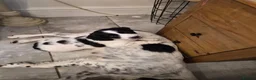 English Springer Spaniel dogs for sale: Black and white female - Advert 4