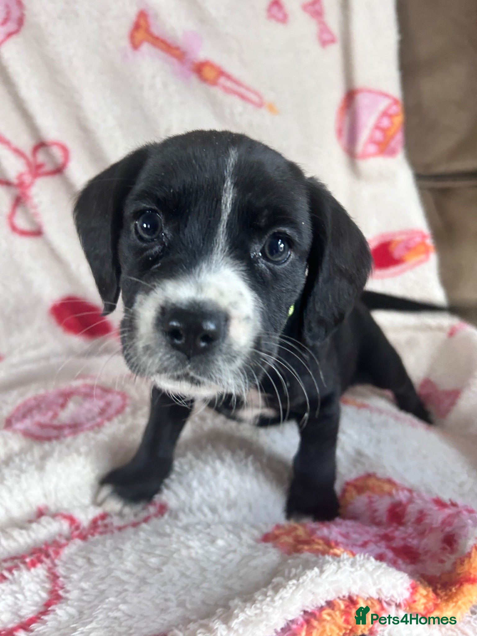 Mixed Breed dogs cocker x staff puppies  - Advert 2