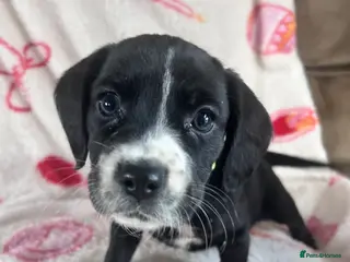 Mixed Breed dogs cocker x staff puppies - Advert 9