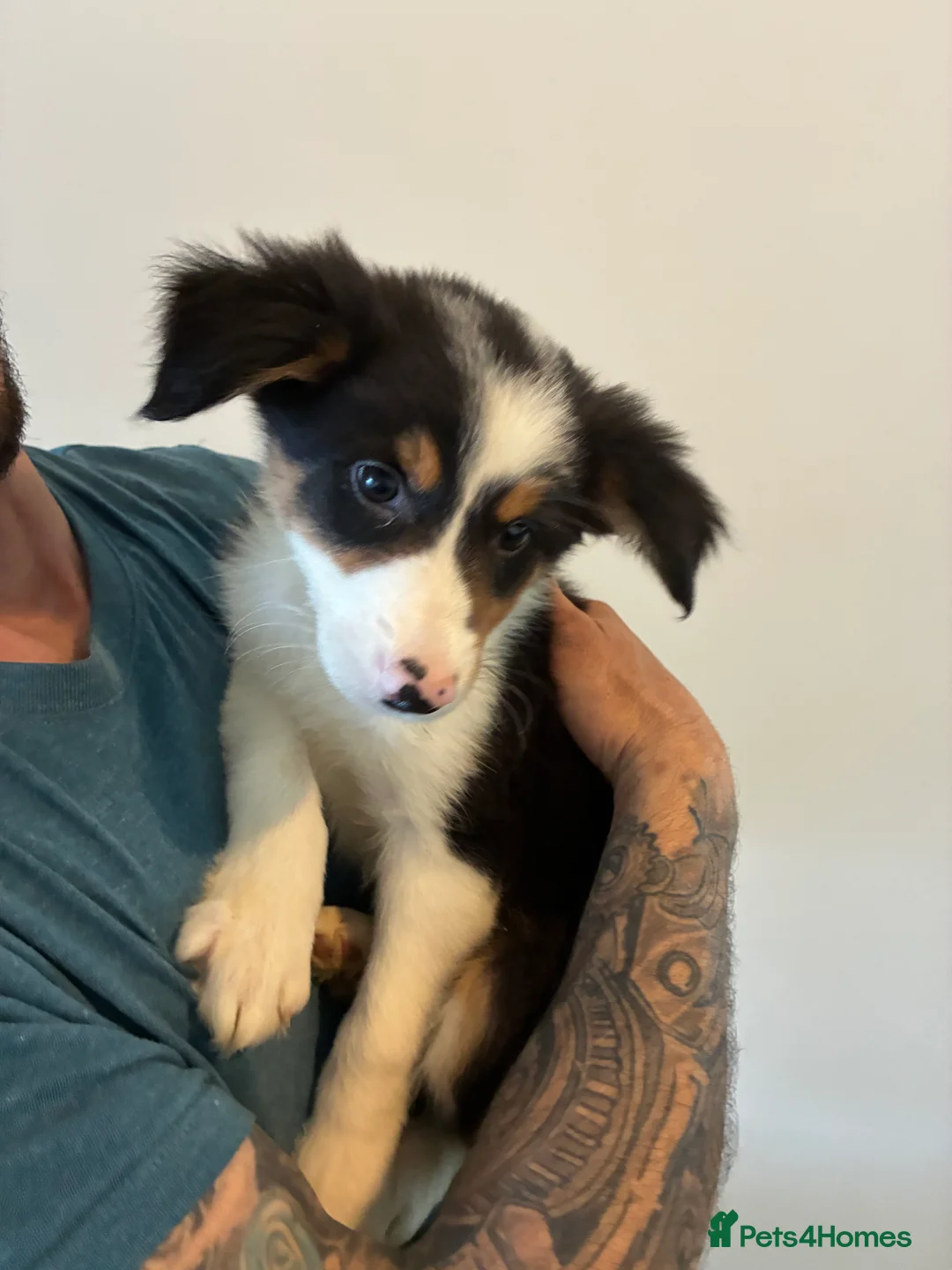 Border Collie dogs for sale: Border collie puppies  - Advert 9