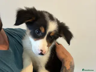 Border Collie dogs Border collie puppies - Advert 2