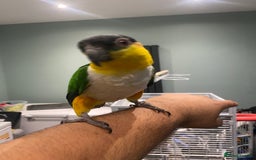 Parrots birds for sale: Hand Reared Black headed Caique - Image 2