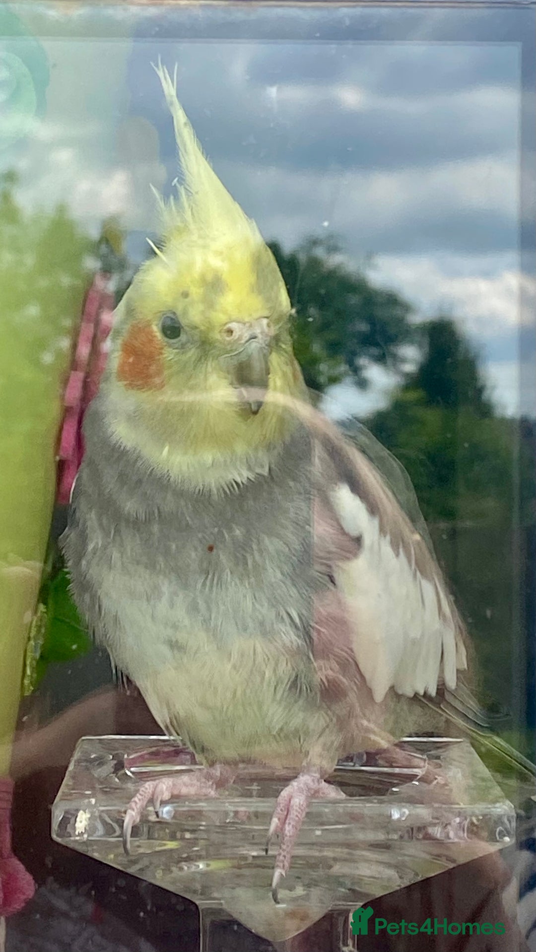Cockatiels birds for sale: Pair of bonded male cockatiels hand reared tame - Image 6