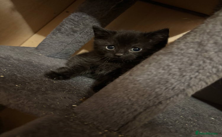 British Shorthair cats - Advert 5