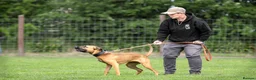 Mixed Breed dogs for sale: Forever home wanted  - Advert 12
