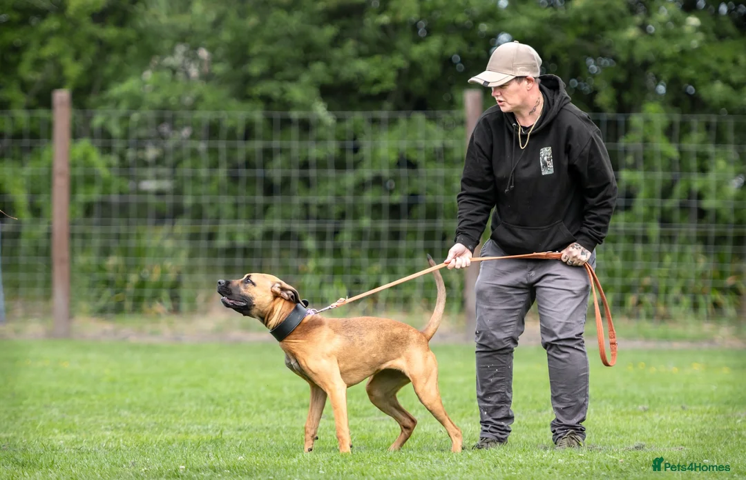 Mixed Breed dogs for sale: Forever home wanted  - Advert 12