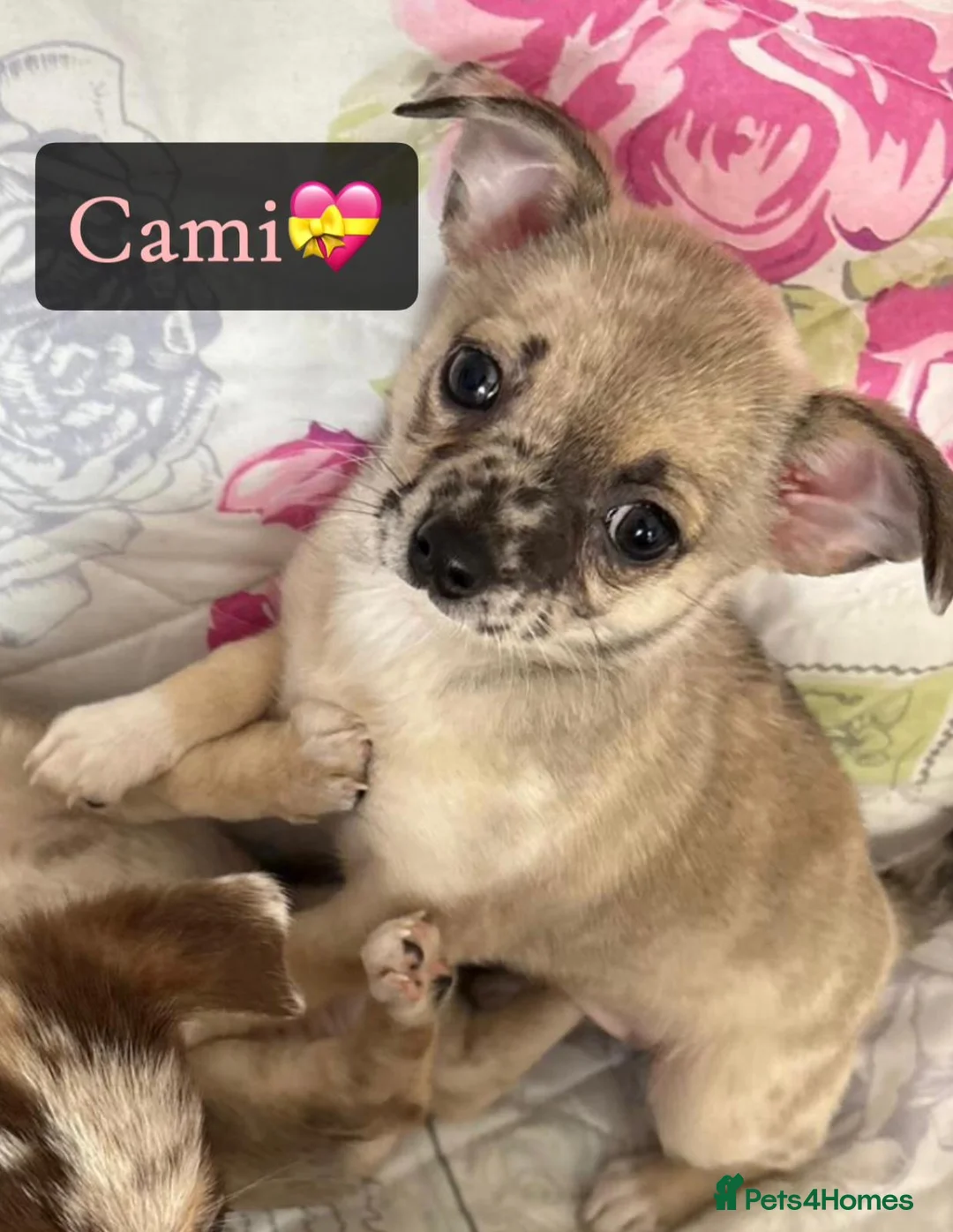 Chihuahua dogs for sale: Merle Chihuahua Puppies  - Advert 2