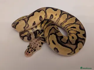 Boa Snake reptiles Baby Ball Python's - Advert 10