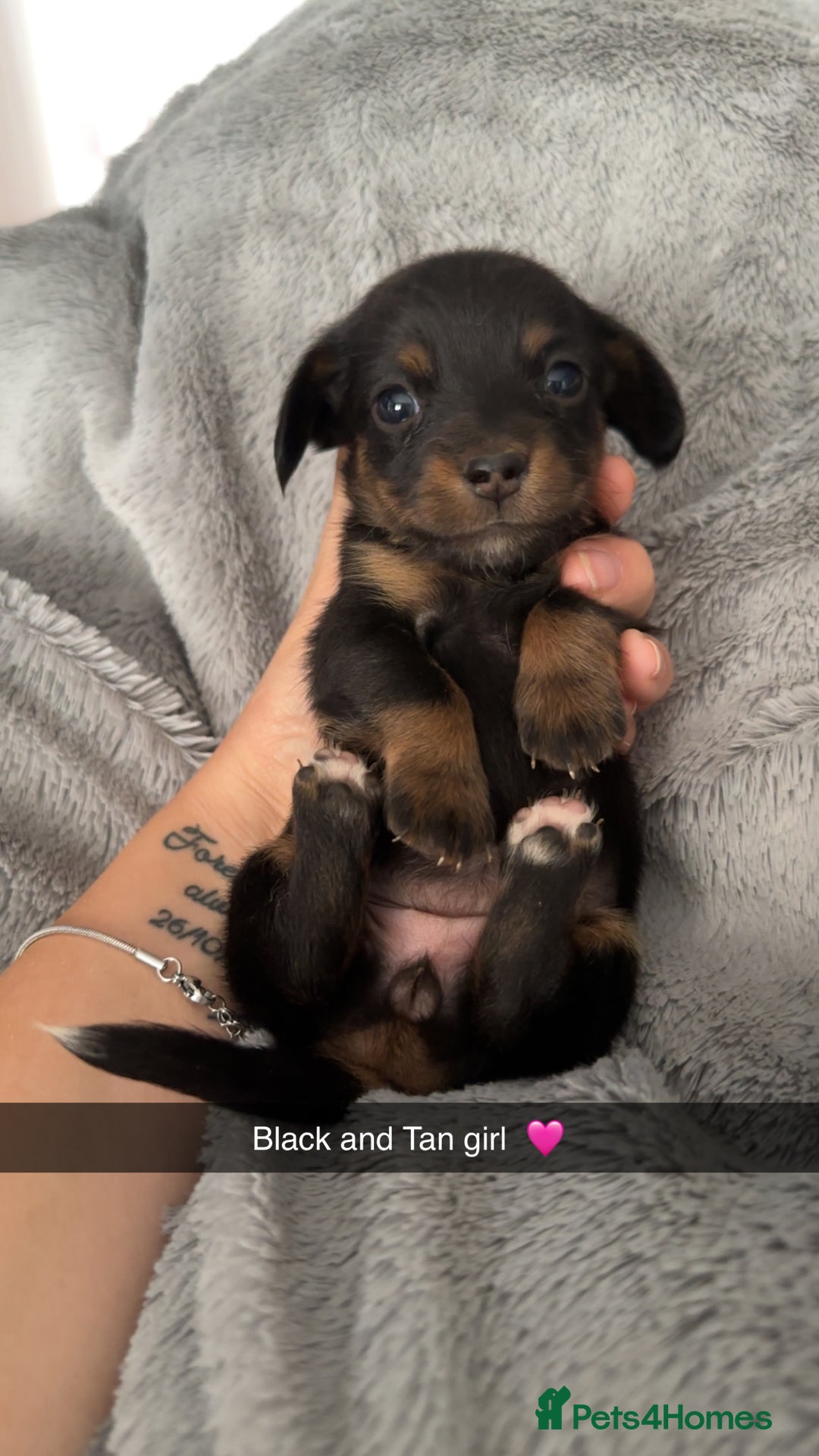 Mixed Breed dogs for sale: Miniature dachshund cross  - Image 3