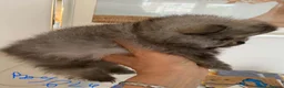 Pomeranian dogs for sale: Gorgeous Pom Puppies  - Advert 32