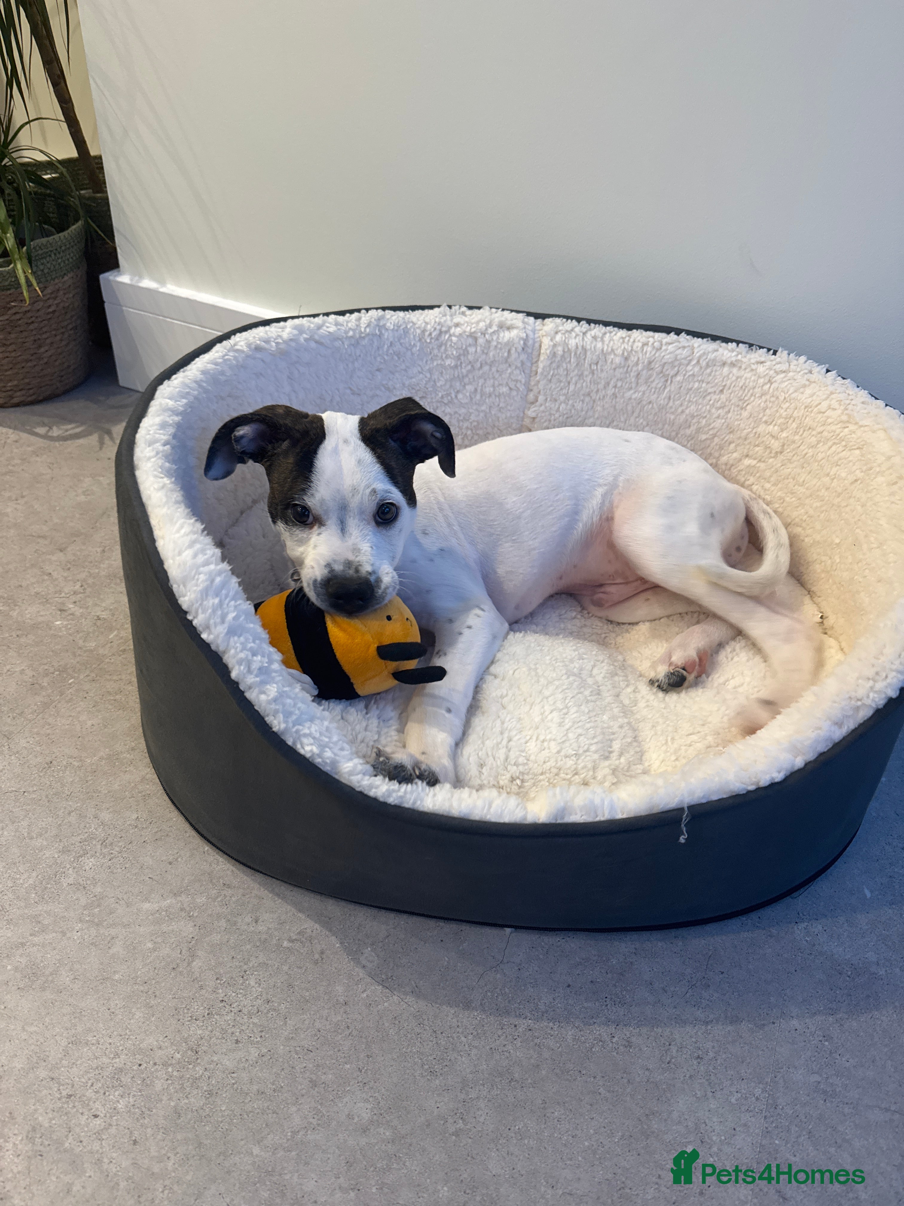 Mixed Breed dogs 4 Month Puppy for rehome in Manchester - Advert 1